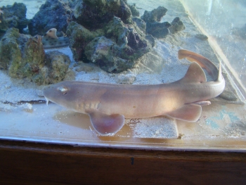  Ginglymostoma cirratum (Nurse Shark)